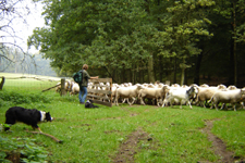 herder / shepherd
